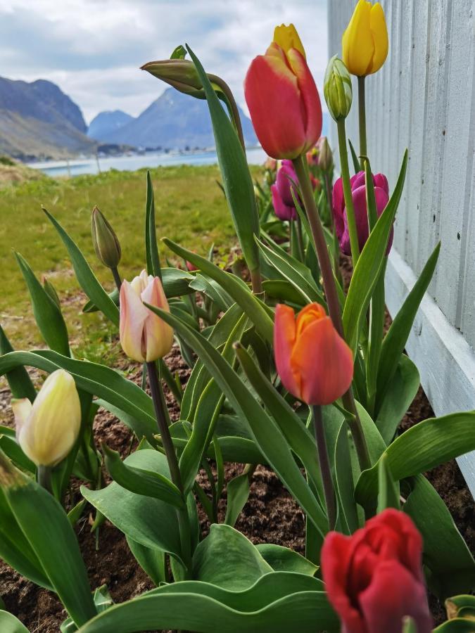 Banpim Beachside Lofoten Ramberg Eksteriør bilde