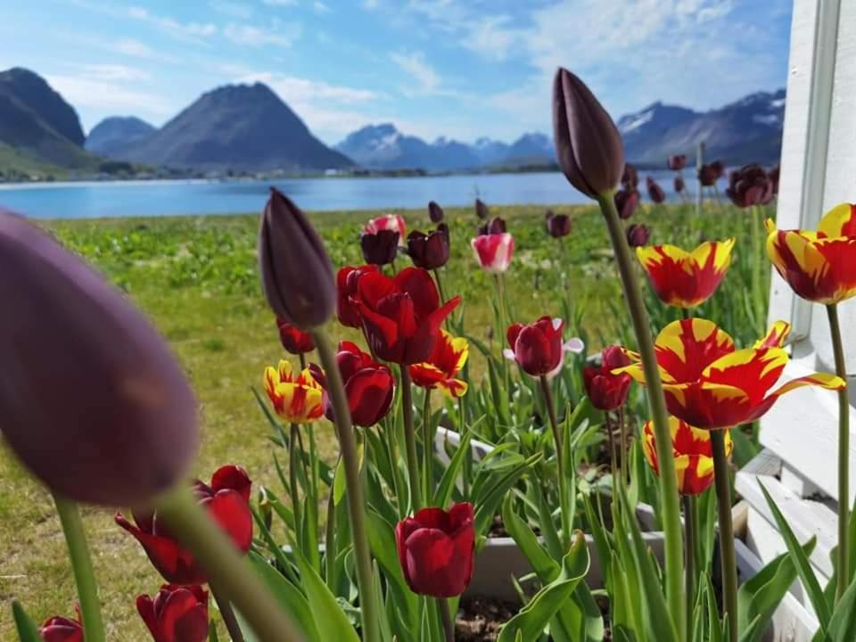 Banpim Beachside Lofoten Ramberg Eksteriør bilde